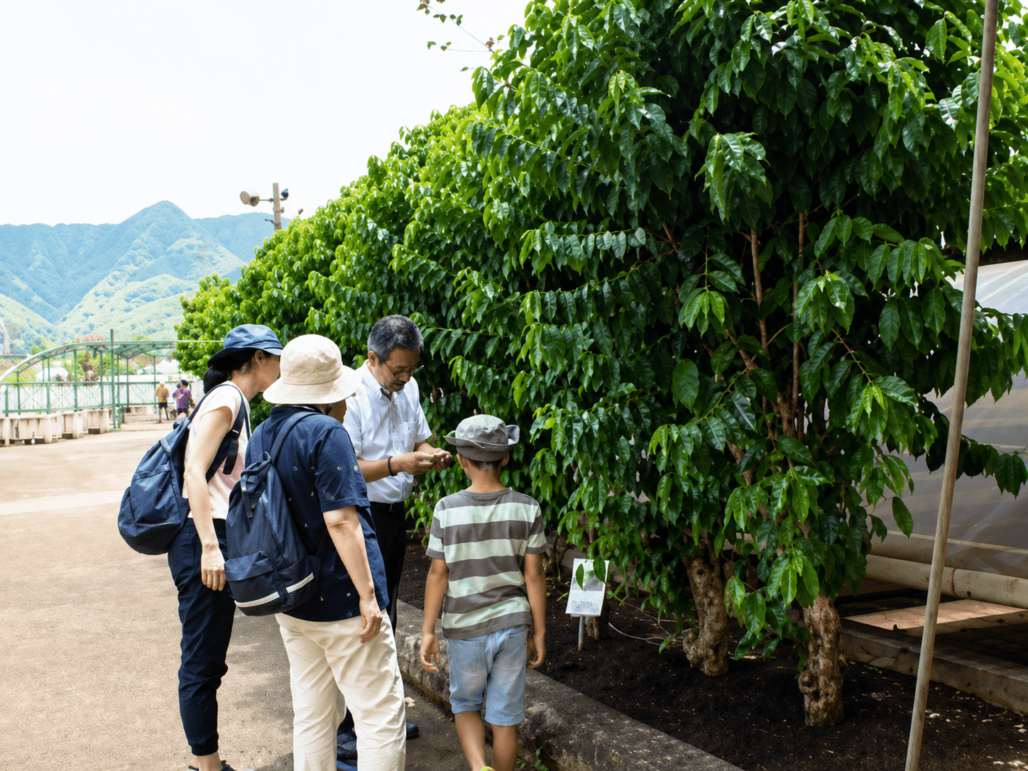 コーヒー農園をガイドと見学